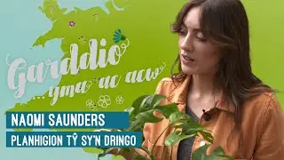 Garddio a Mwy | Garddio...Yma Ac Acw - Planhigion Tŷ Sy'n Dringo
