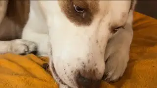 Husky Hound Kiba meets @Greenies #Mukbang