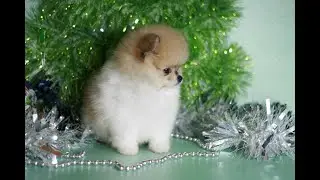 Померанский шпиц Элегия.
