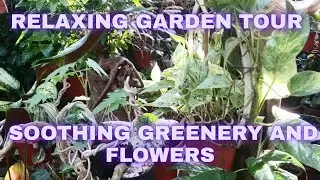 Relaxing Garden Tour | Soothing Greenery and Flowers