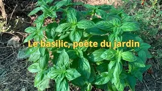 Le basilic poète du jardin