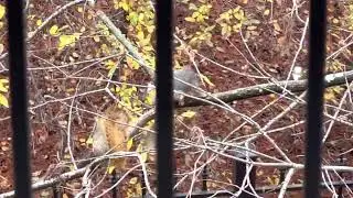 Squirrels Playing.