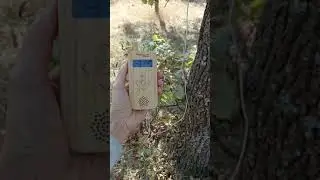 Как говорит дуб?