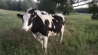 Skuttande kossor