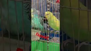 Котики и кошки!! И их друзья попугаи!!❤️❤️❤️купаться любит!!
