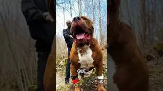 ¡El mayor amante de los perros del mundo 😱! Hechos no contados