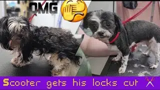 Matted | Shih Tzu | Scared | Sweet boy | Nervous - We grew a BOND