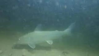 Catfish and other fish at night (underwater footage)