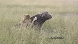 Lion attacks buffalo (Masai Mara, Kenya) Lion