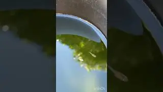メダカ水槽219 三色ラメの色分けしました😊　#shorts #メダカ #aquarium #fish