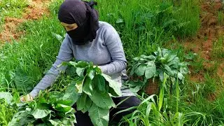 Cooking a Ramadan breakfast with only forest herbs  🥰🥰 rural Algeria