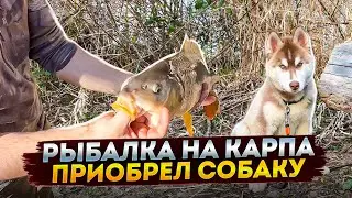 Ловим карпа в США приобрел собаку для охоты