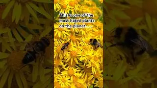 The Most Hated Plant?