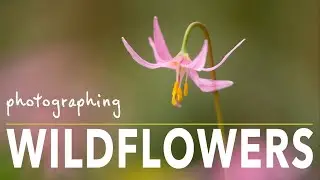 Photographing Spring Wildflowers