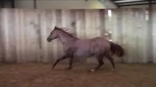 Tinseltown Starlight 2015 mare