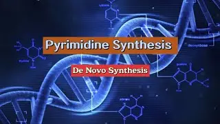 Pyrimidine Synthesis ( De Novo Synthesis) 