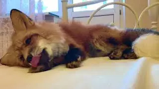 Лис Диего моет лапки