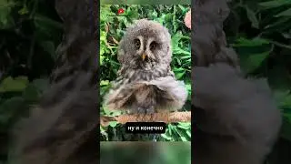 Совы Моя Любовь 🦉