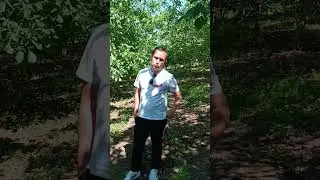 Cevizde BAN hastalığı