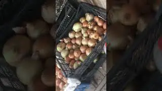 Лук 🧅 который мы выплатили из семян#garden#лук#лето2024#дача#nature#