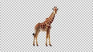 Giraffe Transparent PNG
