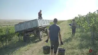 Crama Oprisor - Filme Tematice -  Podgoria  Culesul Strugurilor