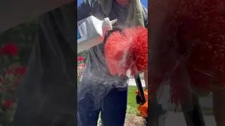 Pest problem? Fix with this solution! #pest #pestcontrol #lawn #garden #diy #lawncare #homegrown