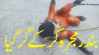 Funny Monkey Dance | Funny Videos | Bander | Bandar ka Tamasha | #Monkey