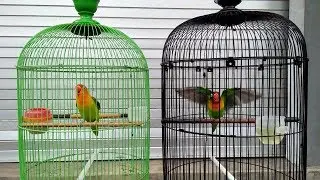 Masteran lovebird paling di cari (bikin mati kutu lovebird lain)