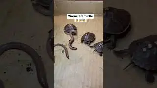 Have you ever seen a Worm eating a Turtle?🥵 