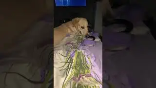 ВЗГЛЯД ОРЛА/ ЗАБАВНЫЙ ЛАБРАДОР