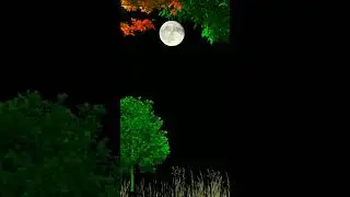 Black screen Tree Moon Effect HD 1080 