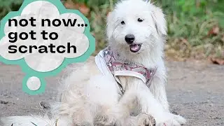 Help for dog with dry itchy skin