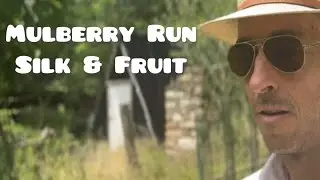 King of Fruits - The Mighty Mulberry