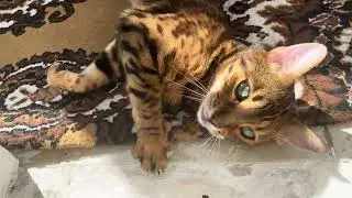Бенгальский ковер 😂#recommended #рекомендации #юмор #funny #cat