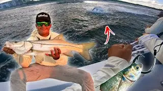 Using HUGE Mullet For Bait Paid Off Big Time!! Tarpon & Snook Fishing