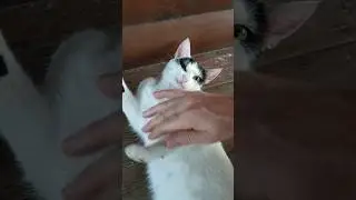 ПОДКИДЫШ ЧУВСТВУЕТ СЕБЯ ВЕЛИКОЛЕПНО #котики #cat #cats