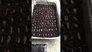 Paw Paw Germination Tricks -