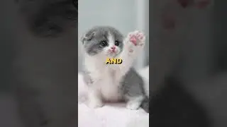 A man put a cat in a blender 