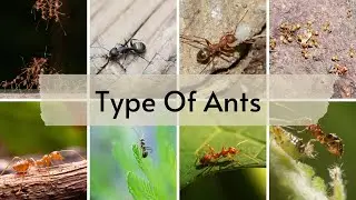 How many Type Of Ants | Toponnow