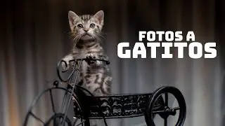 Hago Fotos a Gatitos 😺 en una Protectora! 📸