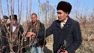 Мевали (уруғли) дарахтларга қишки шакл бериш жараёни