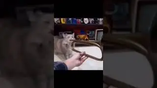 this cat so 🎺 #cats #cat #music #special #shortvideo #brawlstars #india #chicken #usa #nature #anime