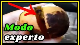 🥑 Cómo germinar una semilla de aguacate 🥑 CORRECTAMENTE (Persea americana) aguacate Hass
