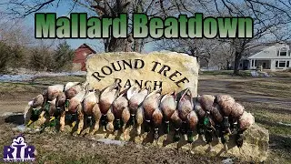 Mid Day Late Season 6 Man Mallard Limit