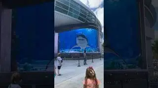 ELE QUEBROU?? 🐬😱 Que medo 