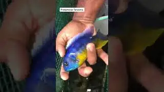 Cual CICLIDO AFRICANO te gusta Mas? #acuario #shortvideo #peces #ciclidos #viral