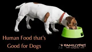 🐕 What human food do dogs love to eat the most ? | Favorite Dog Food