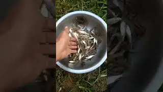 កំពិសយើងតើ! ដាក់ទ្រូតាមស្រុកស្រែ! #Food #khmerueteamsofficial #tutorial #ad