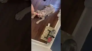 Merle XL Bully Puppy Feeding/Training Time - Teach Them To WAIT